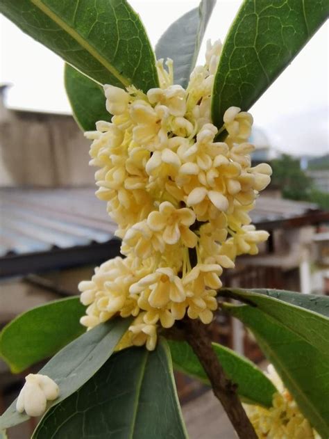 桂花不長葉|桂花葉長不大，一直焦葉、稀疏